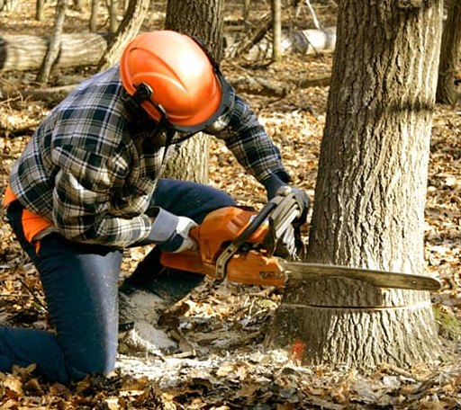 Tree Removal in Camp, AR
